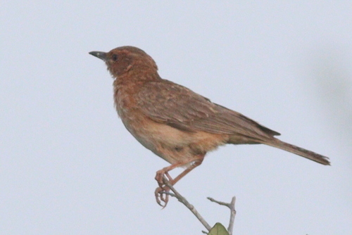 Pink-breasted Lark (Calendulauda poecilosterna), photo 7