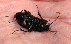 Carabus vinctus