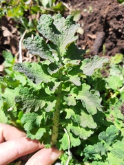 Chelidonium majus