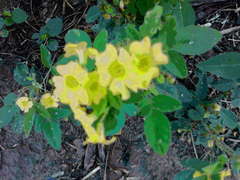 Oxalis frutescens