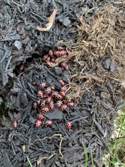 Coleomegilla maculata lengi