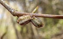 Callirhytis rugulosa