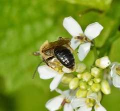Andrena pruni