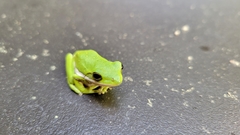Hyla cinerea