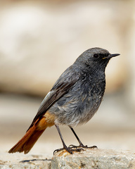 Phoenicurus ochruros