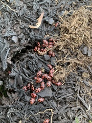 Coleomegilla maculata lengi