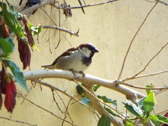 Passer domesticus