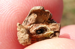 Callirhytis quercusventricosa
