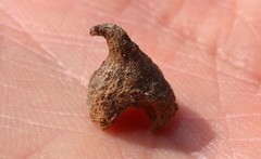 Callirhytis quercusventricosa
