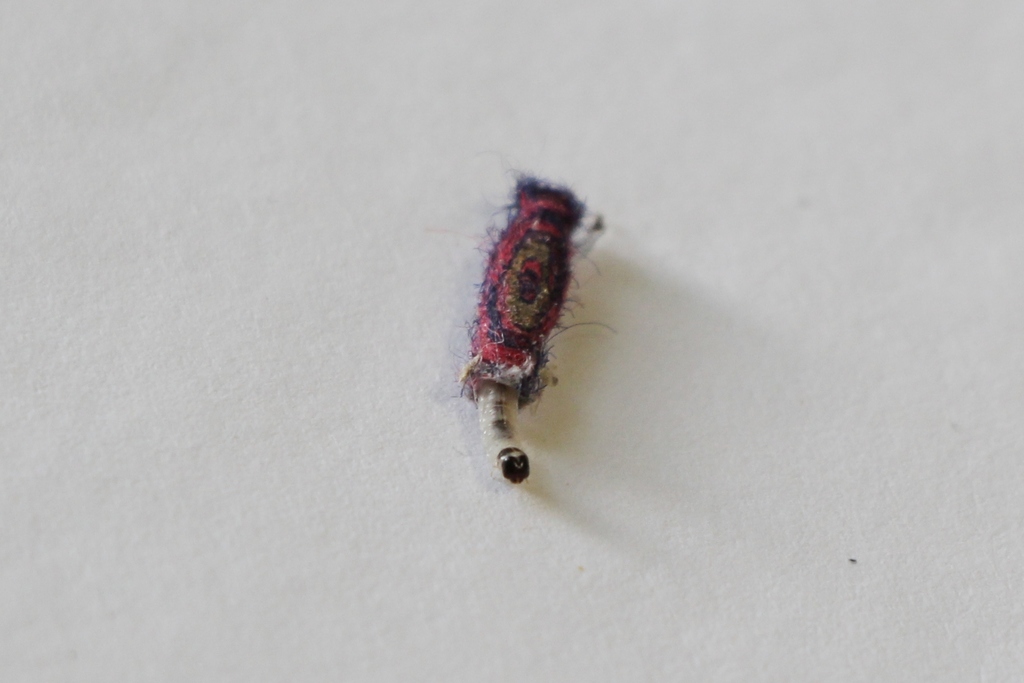 Common Clothes Moth