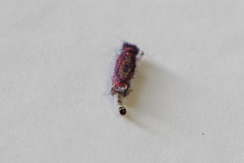 Common Clothes Moth
