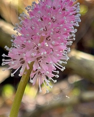 Helonias bullata