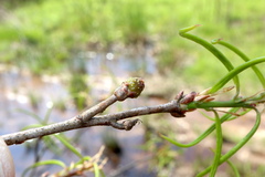 Callirhytis middletoni