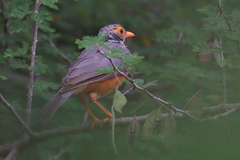 Turdus tephronotus