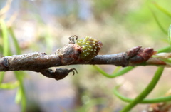 Callirhytis middletoni