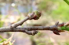 Callirhytis middletoni