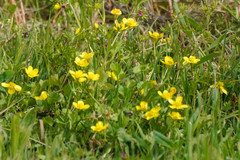 Ranunculus bulbosus