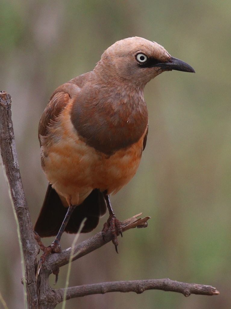 Fischer's Starling photo