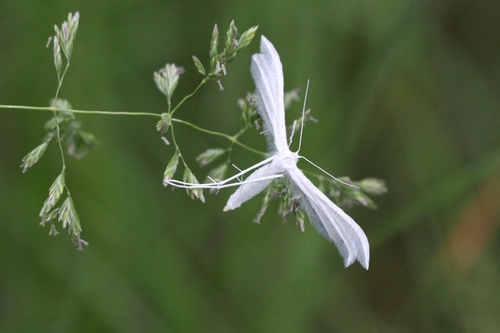 White plume moth