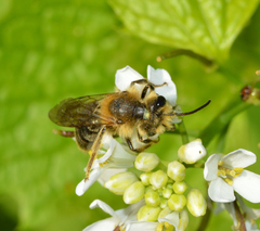 Andrena pruni