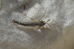 Chironomus tentans