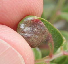 Aploneura lentisci
