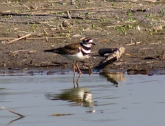 Charadrius vociferus
