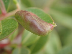 Aploneura lentisci