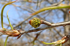 Callirhytis middletoni