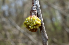 Callirhytis middletoni