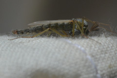 Chironomus tentans