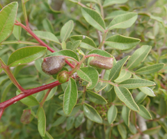 Aploneura lentisci