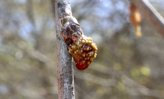 Callirhytis middletoni