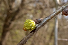 Callirhytis middletoni