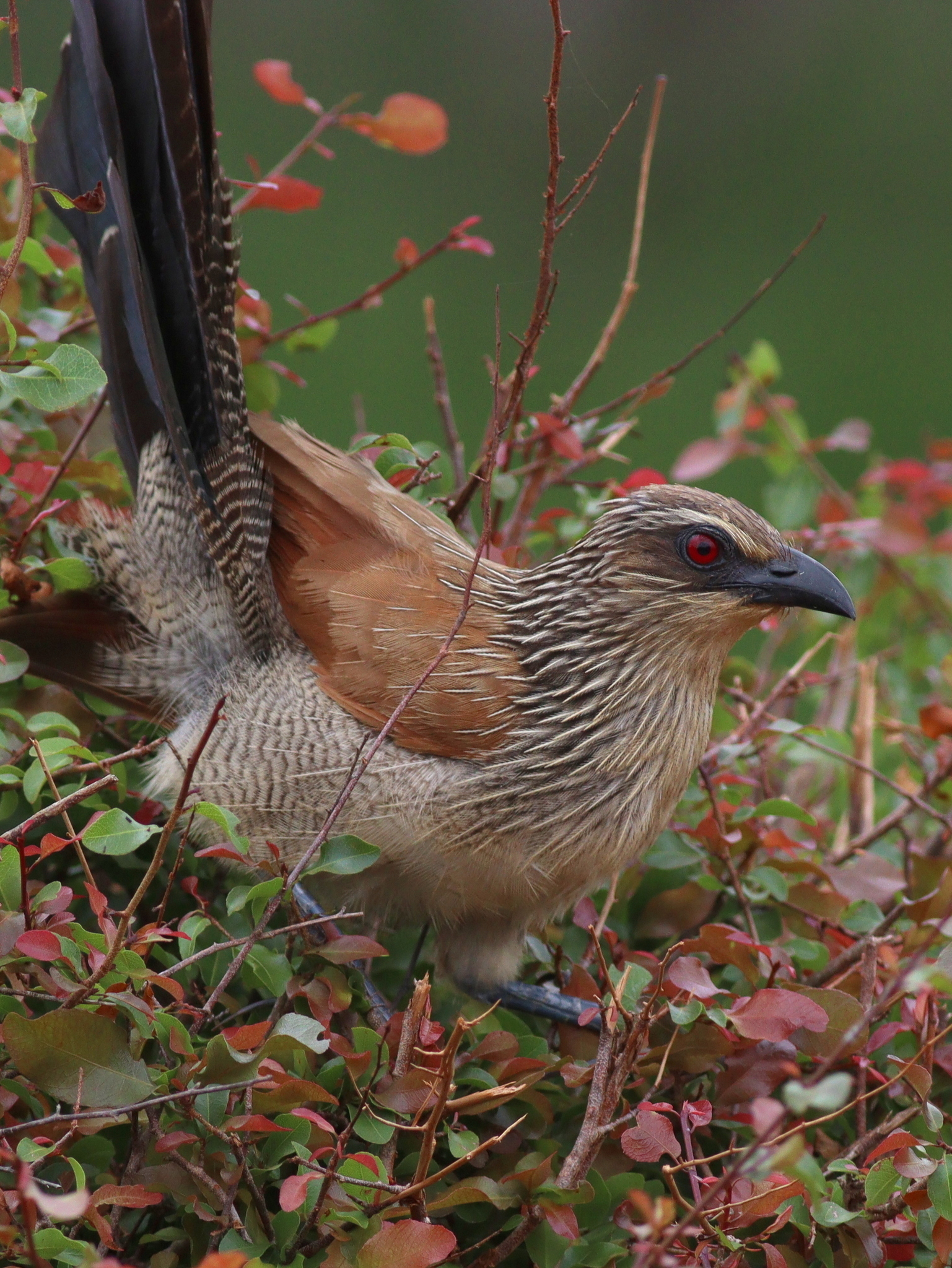 White-browed Coucal (Centropus superciliosus)