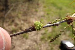 Callirhytis middletoni