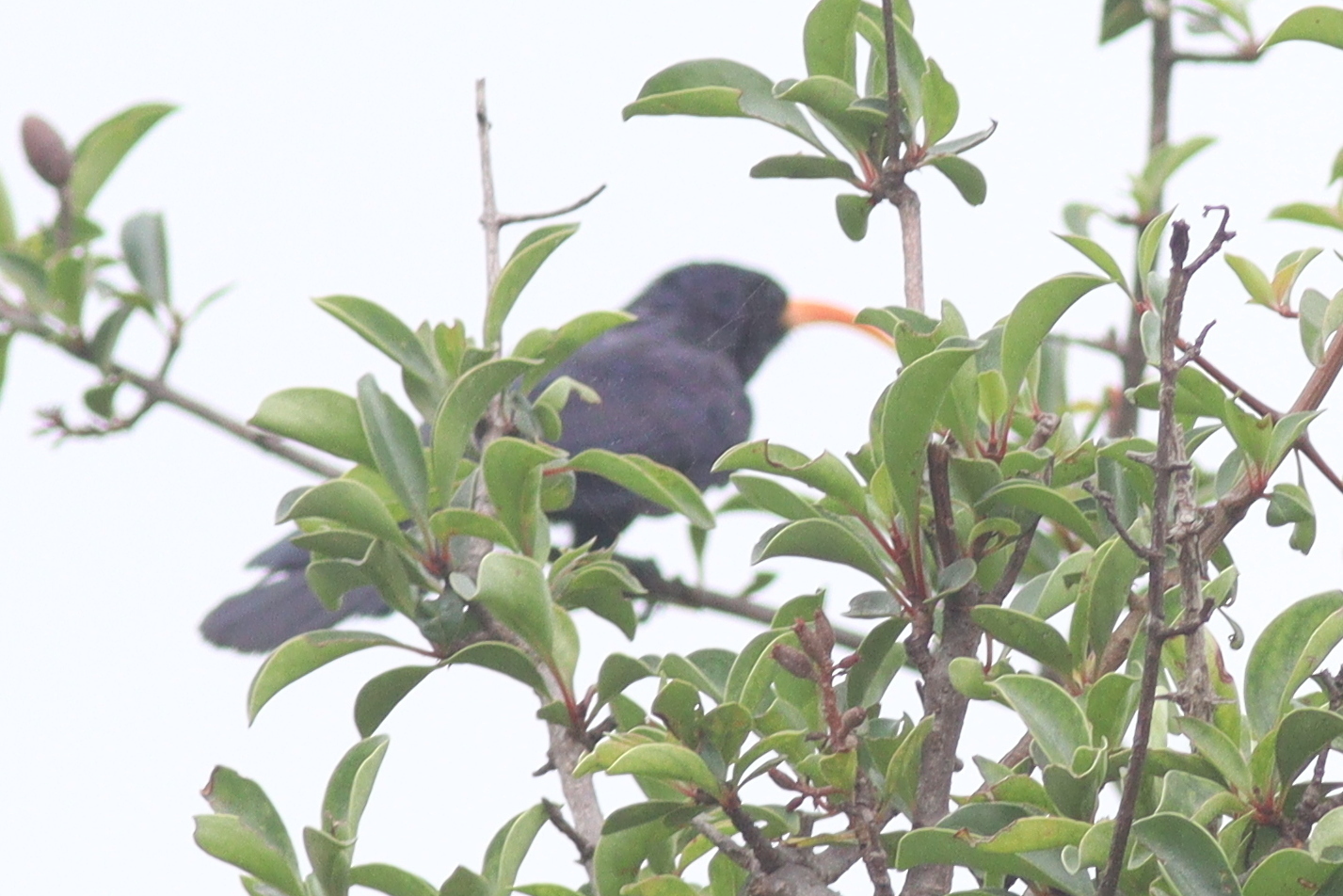 Abyssinian Scimitarbill (Rhinopomastus minor), photo 7