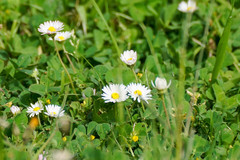 Bellis perennis