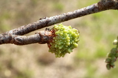 Callirhytis middletoni