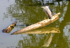 Nycticorax nycticorax