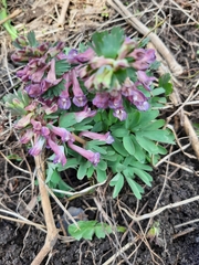 Corydalis solida
