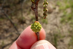 Callirhytis middletoni