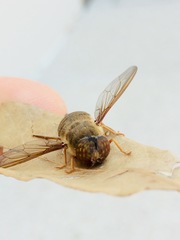 Diptera