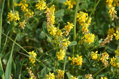 Trigonella corniculata