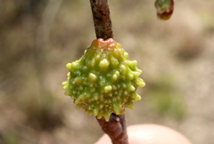 Callirhytis middletoni