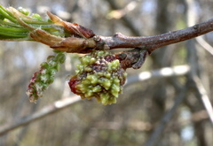 Callirhytis middletoni