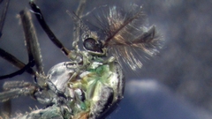 Chironomus tentans