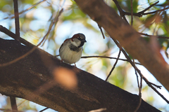 Passer domesticus