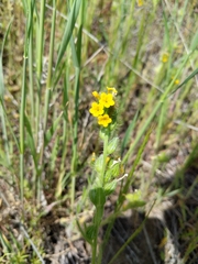 Amsinckia lycopsoides