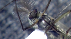 Chironomus tentans